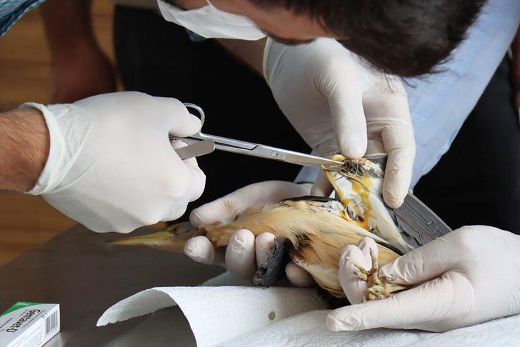 Kilis'te yaralı bulunan balaban tedavi altına alındı G2