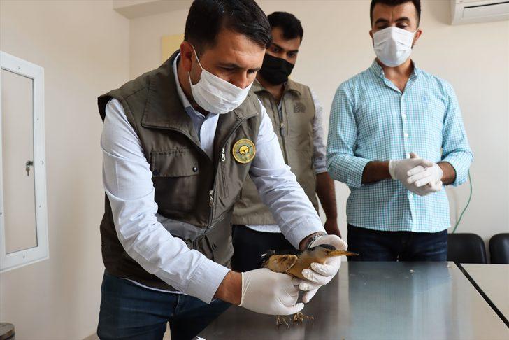 Kilis'te yaralı bulunan balaban tedavi altına alındı G3