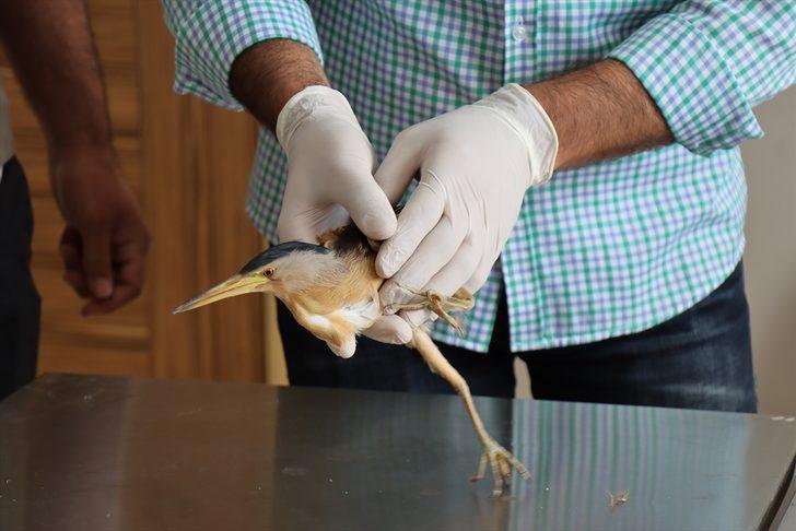 Kilis'te yaralı bulunan balaban tedavi altına alındı G5