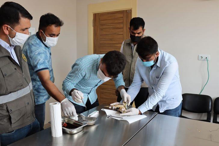 Kilis'te yaralı bulunan balaban tedavi altına alındı G4