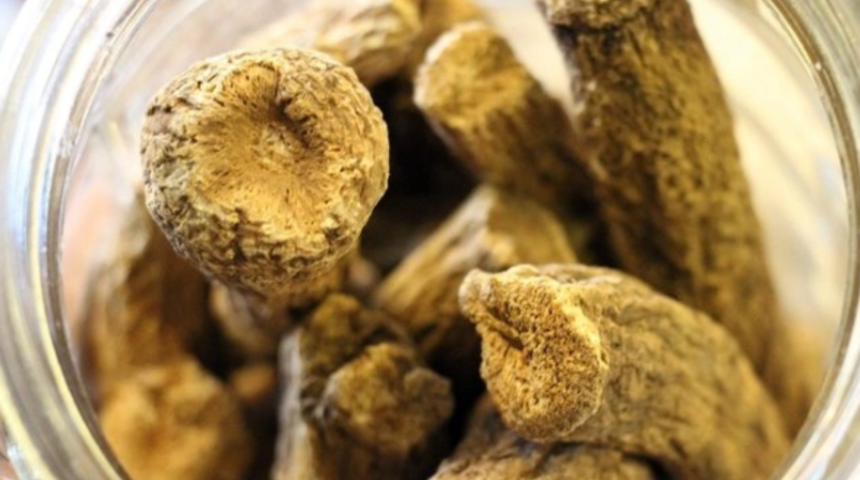 Udi hindi bir&ccedil;ok rahatsızlığa şifa oluyor