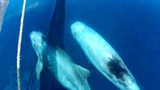 Çanakkale'de tekneyle birlikte yolculuk yapan yunuslar tebessüm ettirdi