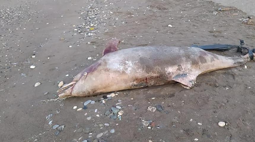 Mersin'de sahile ölü yunus vurdu