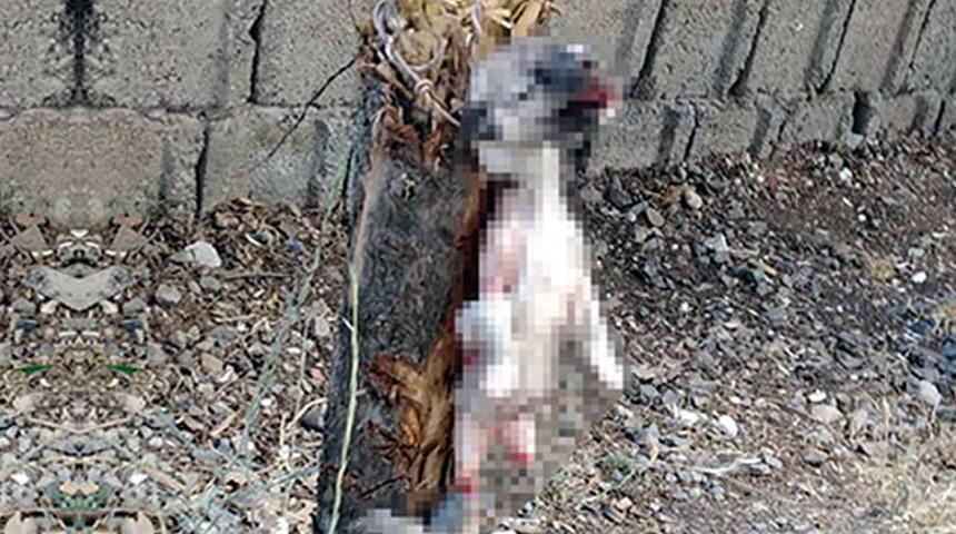 Kahramanmaraş'ta vahşet! Yavru köpeğin ayaklarını kesip, ağaca astılar