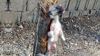 Kahramanmaraş'ta vahşet! Yavru köpeğin ayaklarını kesip, ağaca astılar