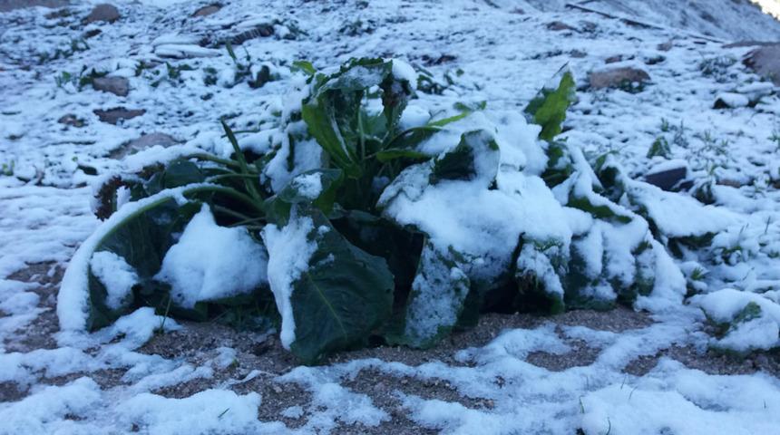 Rize'de haziran ayında kar sürprizi