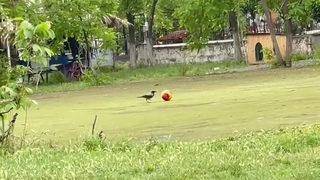 Görüntüler Samsun'dan! Top cambazı karga şaşırttı