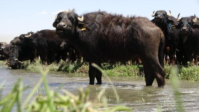 Yüksekova’da manda ve malak dağıtımı