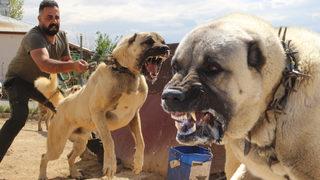 Dünyaca ünlü Kangal köpekleri İzmir'deki cezaevlerini koruyacak