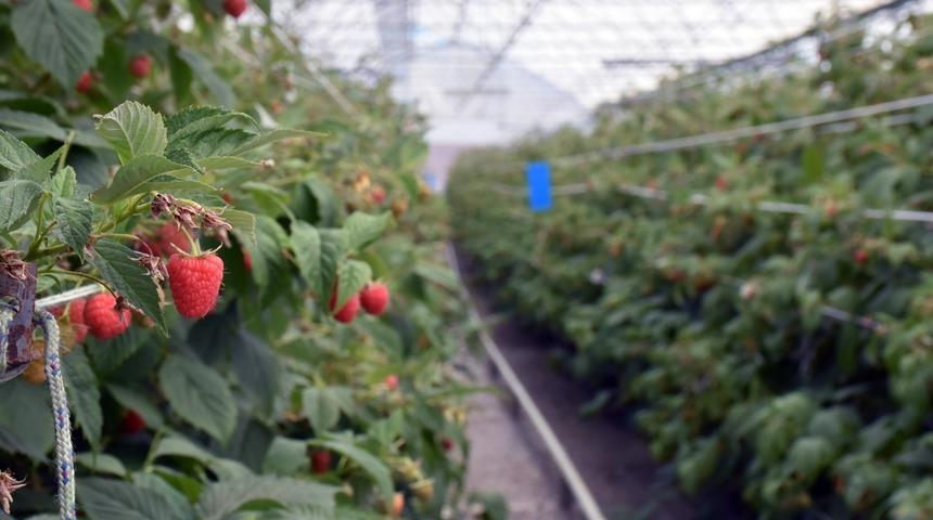 Bodrum’dan dünyaya ahududu ve böğürtlen ihracatı