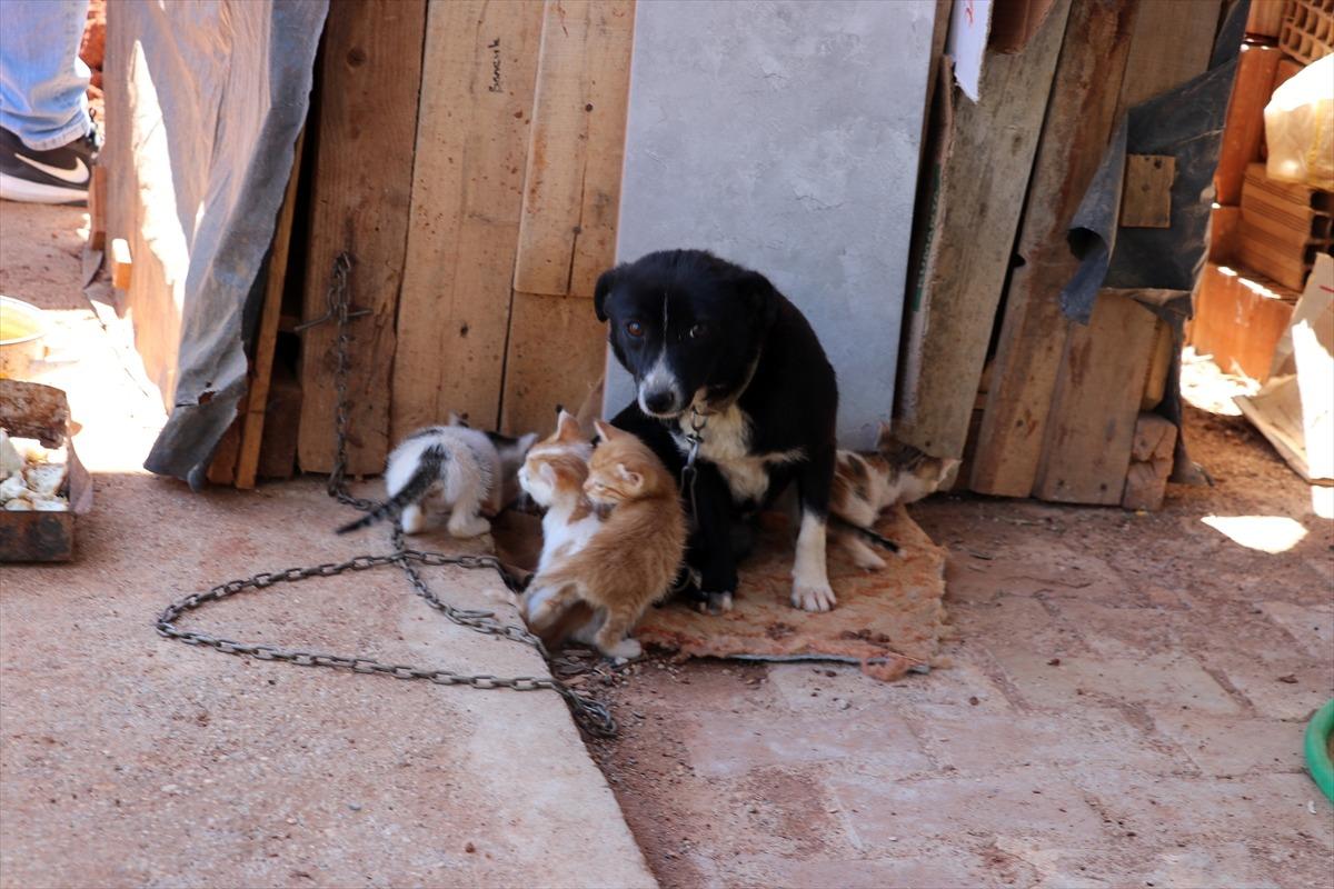 Boncuk isimli k&ouml;pek, kul&uuml;besinin yanında doğan kedi yavrularına g&ouml;z&uuml; gibi bakıyor