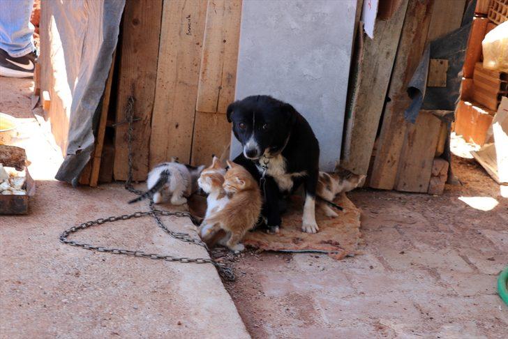Boncuk isimli köpek, kulübesinin yanında doğan kedi yavrularına gözü gibi bakıyor G1