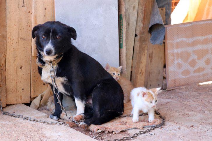 Boncuk isimli köpek, kulübesinin yanında doğan kedi yavrularına gözü gibi bakıyor G2