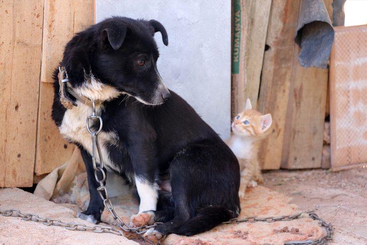 Boncuk isimli köpek, kulübesinin yanında doğan kedi yavrularına gözü gibi bakıyor G3