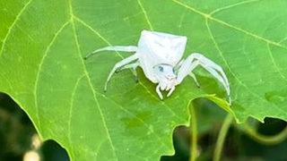 Gören telefona sarıldı! Aydın'da insan yüzlü örümcek görüldü