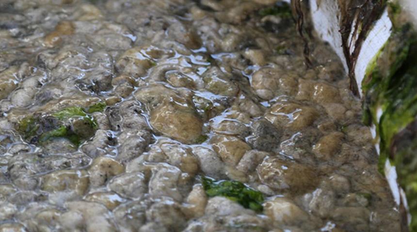 Deniz salyası tehlike saçmaya devam ediyor! "Marmara Denizi ölürse Karadeniz de ölür"