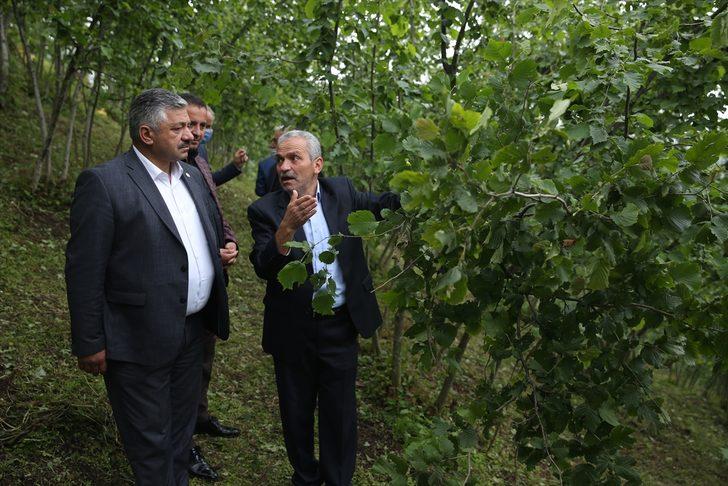 TZOB üyeleri dolu yağışının ardından Ordu'da fındık bahçelerinde inceleme yaptı G1