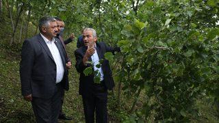 TZOB üyeleri dolu yağışının ardından Ordu'da fındık bahçelerinde inceleme yaptı
