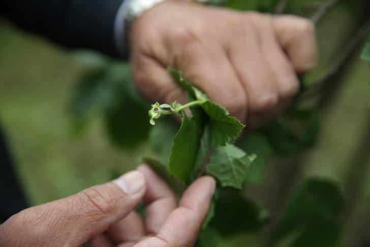 TZOB üyeleri dolu yağışının ardından Ordu'da fındık bahçelerinde inceleme yaptı G2