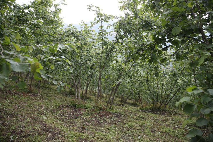 TZOB üyeleri dolu yağışının ardından Ordu'da fındık bahçelerinde inceleme yaptı G3