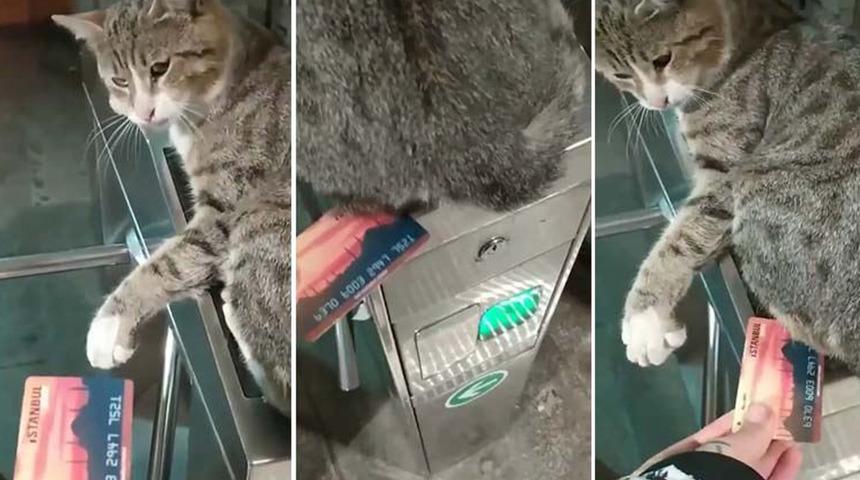 İBB paylaştı: İstanbulKart bastırmayan kedi