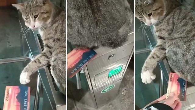 İBB paylaştı: İstanbulKart bastırmayan kedi