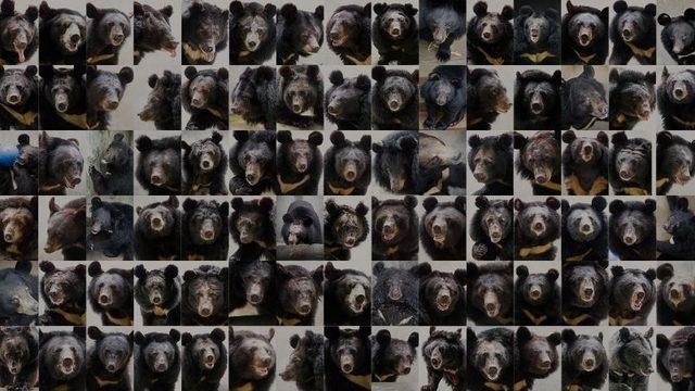 Operasyonla Kurtarılan Ayıları Ünlüler Evlat Edindi