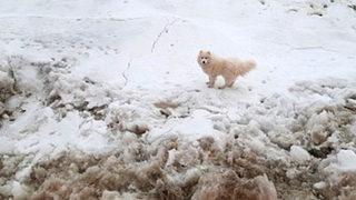 Kuzey Kutbu’nda kaybolan köpeği, Rus buzkıran gemisi buldu