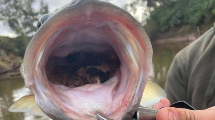 Avustralya'yı fareler istila etti! Balıkların içinden bile çıkmaya başladı