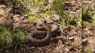 Yılanların dansı! Tarladan gelirken gördü, hemen telefonuna sarıldı