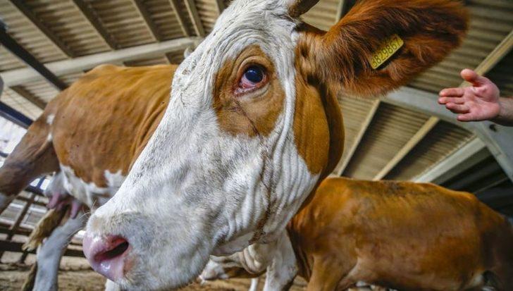 Kurban nasıl yatırılır? Rueff tekniği nedir ve nasıl yapılır? En kolay kurban yere yatırma yöntemi! G1