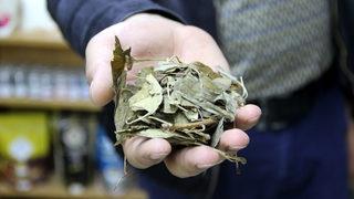 Atom bombasına direnen tek bitki! Faydaları saymakla bitmiyor