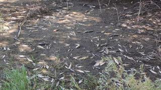 Ceyhan Nehri'nde oksijensiz kalan binlerce balık telef oldu