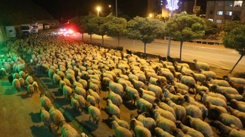 İlginç olay! Polis eskortluğunda 10 bin koyun yoldan böyle geçti