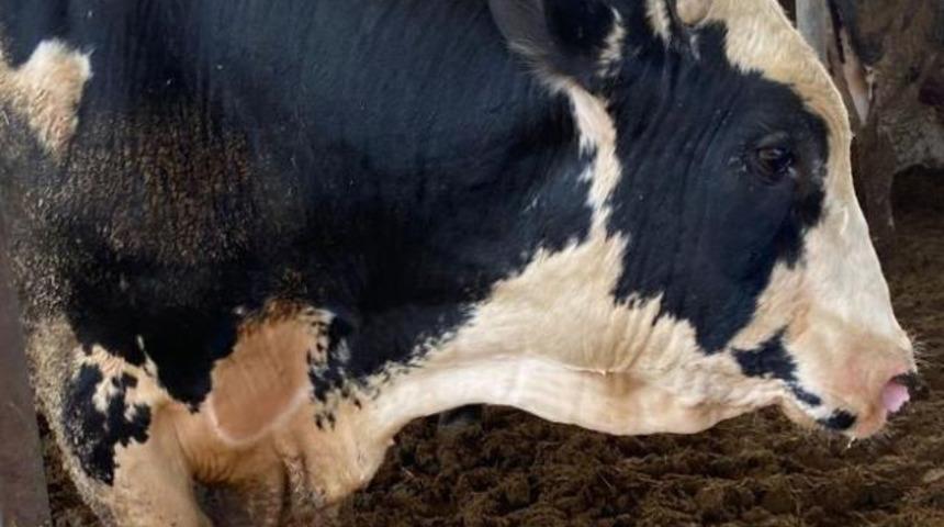 Tam 1 ton 200 kilogram! Gören şaşkına dönüyor