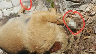 Bunun adı vahşet! Bir köpeğin başını kestiler, 2'sini toprağa gömdüler