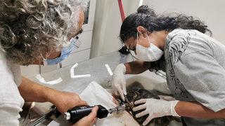 Araç çarpan kaplumbağa, ameliyatından 2 gün sonra öldü