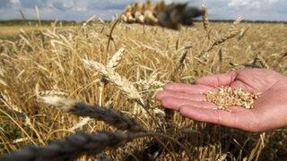 Buğday, arpa, yulaf, çavdar, nohut ve mercimek üreticilerine ne kadar destek verilecek?