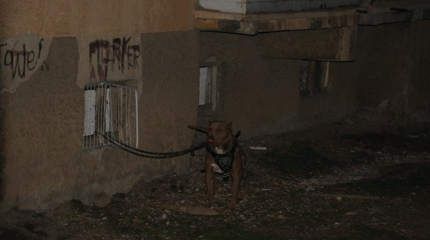 Beslediği pitbull 5 yaşındaki kardeşine saldırdı