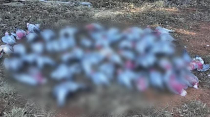 Milyonlarca fare ülkeyi istila etti! Balıklar fareden, kuşlar fare zehrinden ölüyor