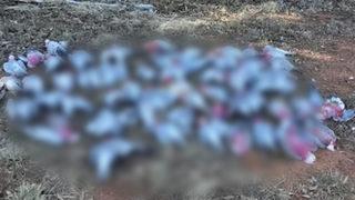 Milyonlarca fare ülkeyi istila etti! Balıklar fareden, kuşlar fare zehrinden ölüyor