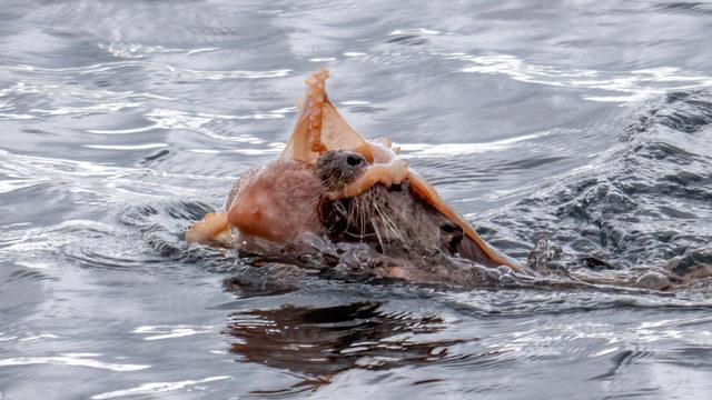 Boynuna dolandı, yüzünü kapattı ama av olmaktan kurtulamadı