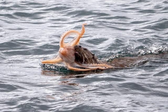 CATERS_OTTER_VS_OCTOPUS_03_3439455