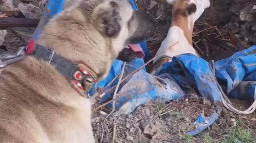Havlama sesi ortaya çıkardı! Saatlerce başında beklemiş