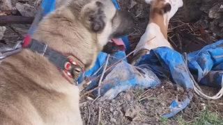 Havlama sesi ortaya çıkardı! Saatlerce başında beklemiş