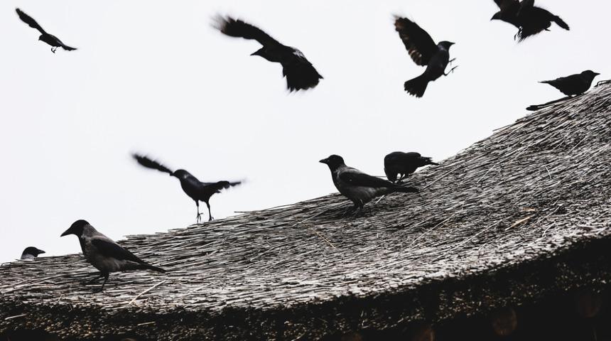 İstanbul'da yeni virüs endişesi! ''Batı Nil virüsüne karşı dikkat'' diyerek uyardı: Temasta bulunmayın