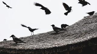 İstanbul'da yeni virüs endişesi! ''Batı Nil virüsüne karşı dikkat'' diyerek uyardı: Temasta bulunmayın