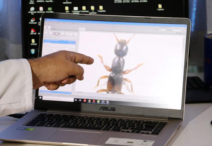 Manisa'da ke�fedilen yeni b�cek t�r�ne Aziz Sancar'�n ad� verildi