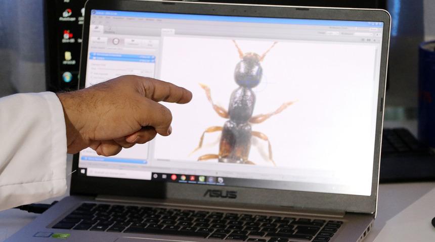 Manisa'da keşfedilen yeni böcek türüne Aziz Sancar'ın adı verildi