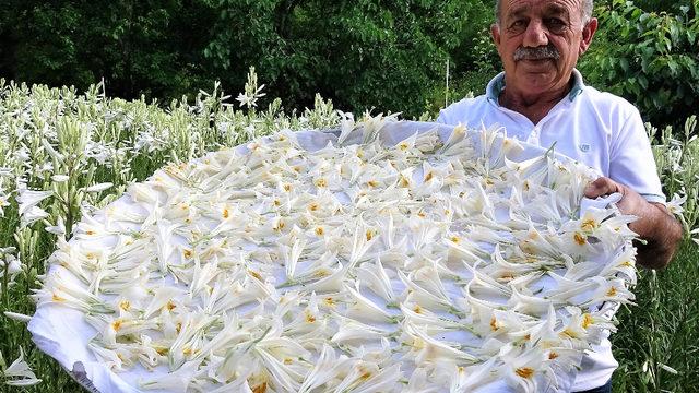 Tokat'ta üretti fiyatını duyan inanamadı! Zor geçiniyordu, emekli maaşını 5'e katladı